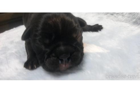 成約済の岐阜県のフレンチブルドッグ-160171の10枚目