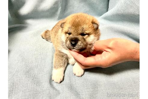 成約済の奈良県の柴犬-160192の7枚目