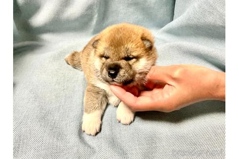 成約済の奈良県の柴犬-160192の8枚目
