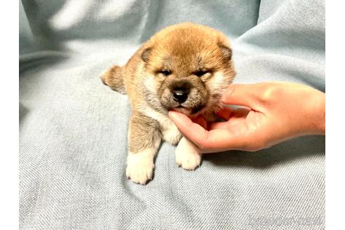 成約済の奈良県の柴犬-160192の9枚目