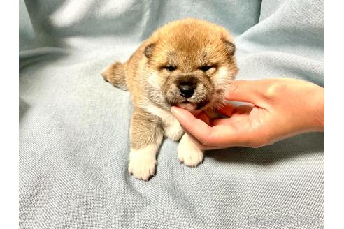 成約済の奈良県の柴犬-160192の10枚目