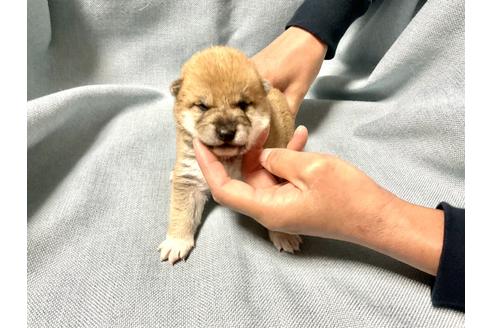 成約済の奈良県の豆柴-160196の10枚目