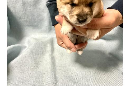 成約済の奈良県の豆柴-160196の9枚目