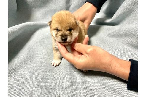 成約済の奈良県の豆柴-160196の8枚目