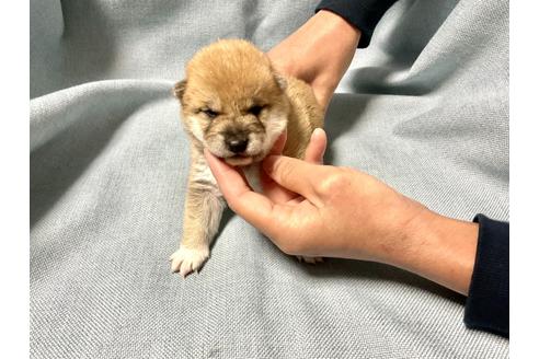 成約済の奈良県の豆柴-160196の7枚目