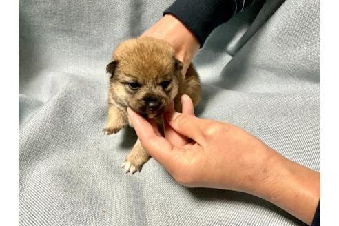 成約済の奈良県の豆柴-160197の10枚目