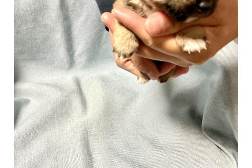 成約済の奈良県の豆柴-160197の9枚目