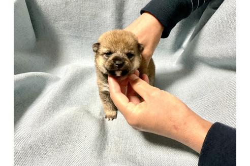 成約済の奈良県の豆柴-160197の8枚目