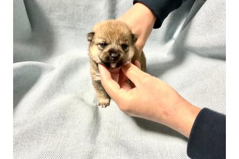 成約済の奈良県の豆柴-160197の7枚目