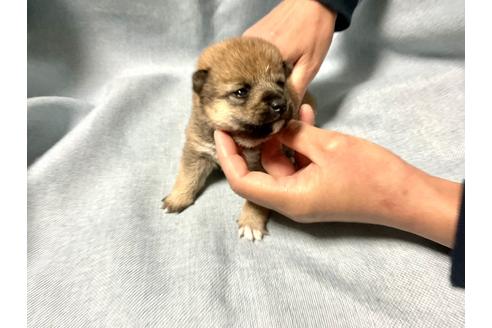 成約済の奈良県の豆柴-160197の6枚目