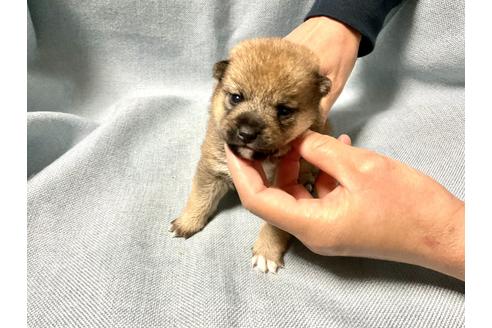 成約済の奈良県の豆柴-160197の5枚目