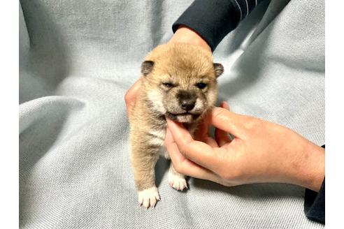 成約済の奈良県の豆柴-160199の11枚目