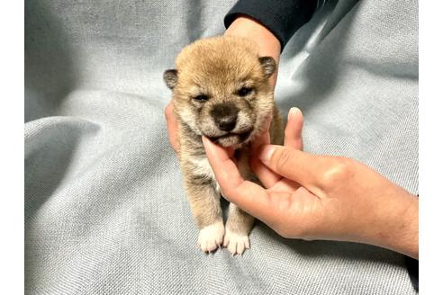 成約済の奈良県の豆柴-160199の7枚目
