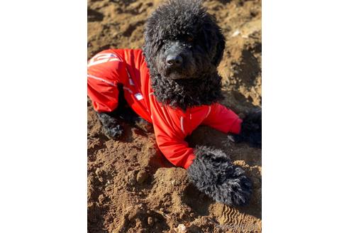 成約済の東京都のミックス犬-145920の15枚目
