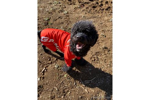 成約済の東京都のミックス犬-145920の14枚目