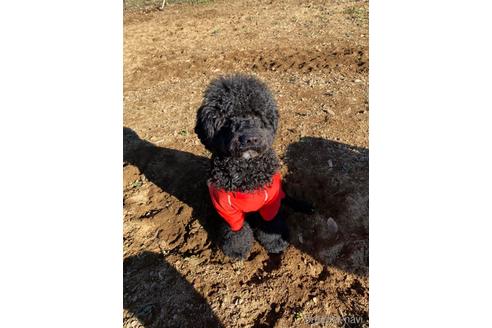 成約済の東京都のミックス犬-145920の13枚目