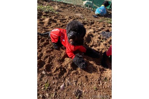 成約済の東京都のミックス犬-145920の10枚目