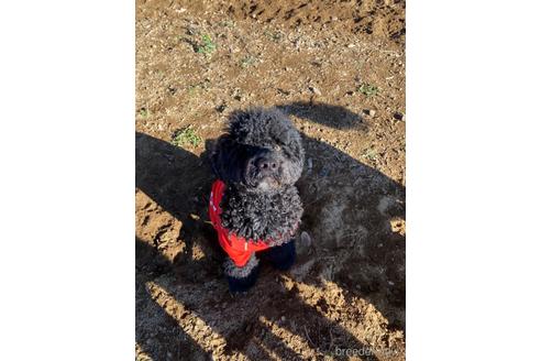 成約済の東京都のミックス犬-145920の9枚目