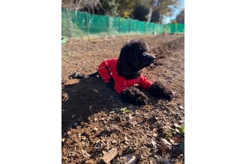 成約済の東京都のミックス犬-145920の8枚目