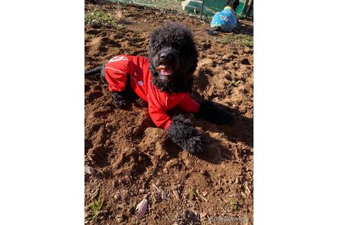 成約済の東京都のミックス犬-145920の7枚目