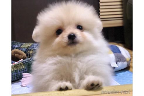 成約済の千葉県のミックス犬-160256の2枚目