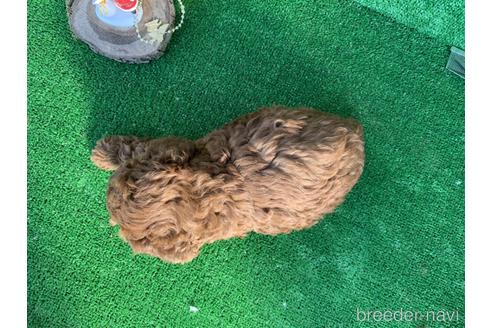 成約済の福岡県のトイプードル-160257の3枚目