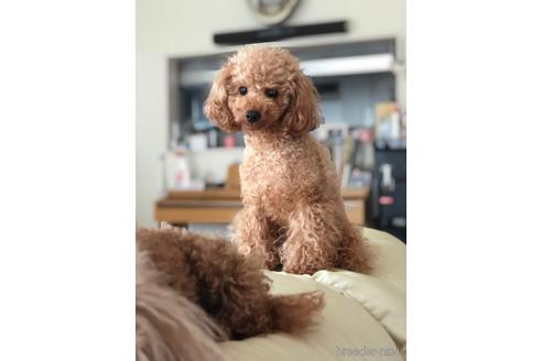 アポロくん1枚目