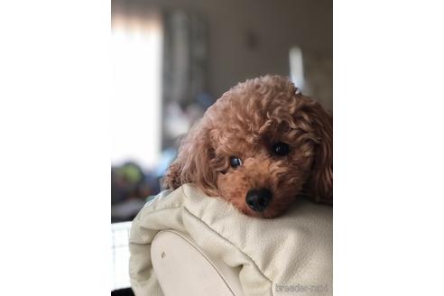 アポロくん1枚目