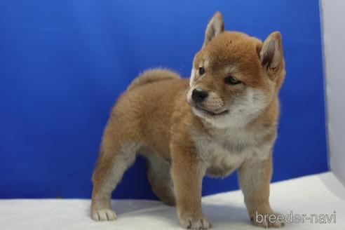 成約済の愛知県の柴犬-158870の5枚目