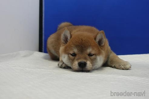 成約済の愛知県の柴犬-158870の7枚目