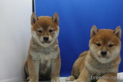 成約済の愛知県の柴犬-158870の6枚目