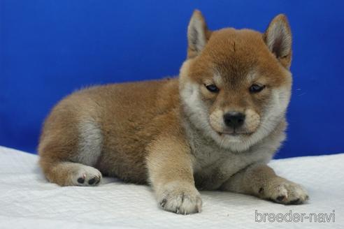 成約済の愛知県の柴犬-158870の6枚目