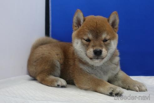 成約済の愛知県の柴犬-158870の5枚目