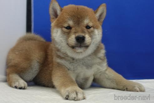 成約済の愛知県の柴犬-158870の1枚目