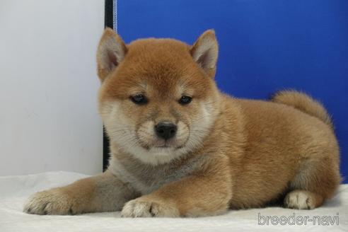 成約済の愛知県の柴犬-158876の7枚目
