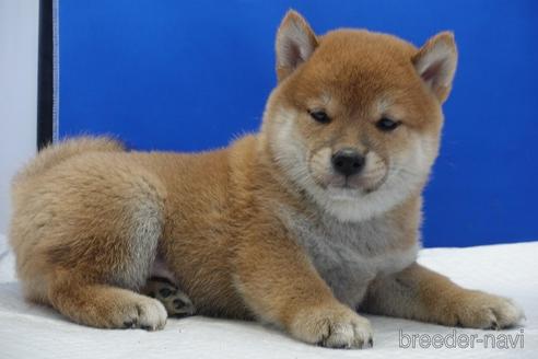 成約済の愛知県の柴犬-158876の4枚目