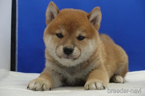 成約済の愛知県の柴犬-158876の1枚目