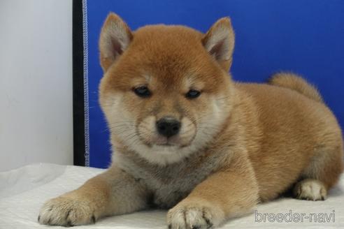 成約済の愛知県の柴犬-158876の3枚目