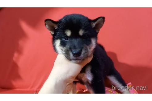 成約済の沖縄県の柴犬-160312の2枚目