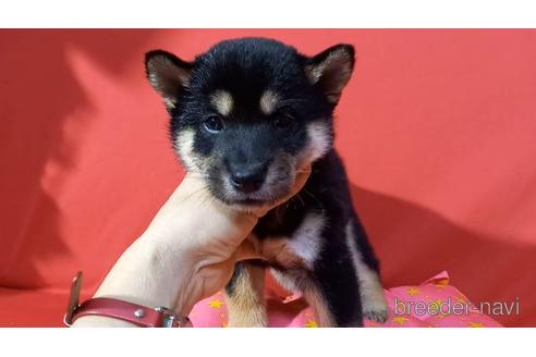 成約済の沖縄県の柴犬-160312の1枚目