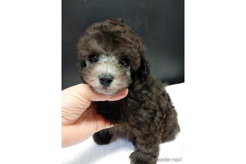 成約済の千葉県のトイプードル-160321の6枚目