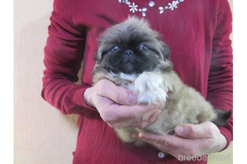 成約済の愛知県のペキニーズ-156353の10枚目