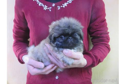 成約済の愛知県のペキニーズ-156354の11枚目