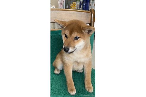 成約済の広島県の柴犬-160342の1枚目