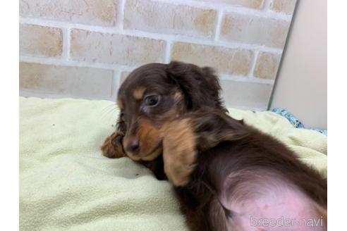 成約済の東京都のカニンヘンダックスフンド(ロングヘアード)-160359の2枚目