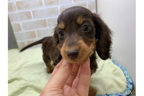 成約済の東京都のカニンヘンダックスフンド(ロングヘアード)-160359の3枚目