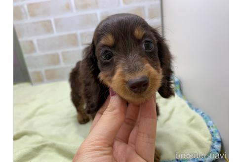 成約済の東京都のカニンヘンダックスフンド(ロングヘアード)-160359の1枚目