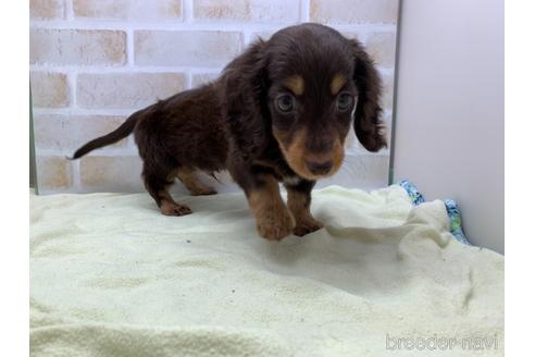 成約済の東京都のカニンヘンダックスフンド(ロングヘアード)-160359の4枚目