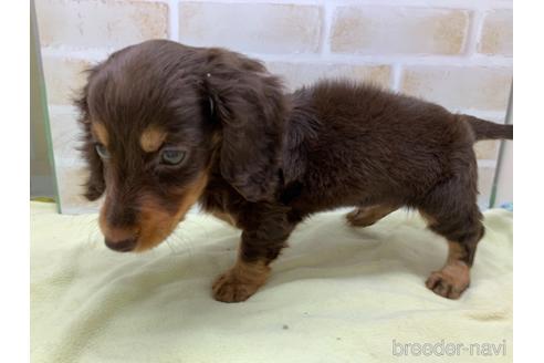 成約済の東京都のカニンヘンダックスフンド(ロングヘアード)-160359の5枚目