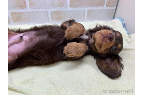 成約済の東京都のカニンヘンダックスフンド(ロングヘアード)-160359の6枚目